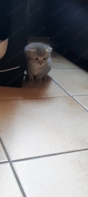 Noch 4 unserer Bkh in Blau tabby suchen 