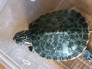 Hieroglyphenschmuckschildkröte