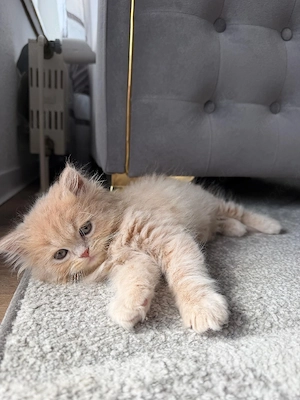 süßer langhaariger Perser Mix Kater ? Sehr Verschmust ?