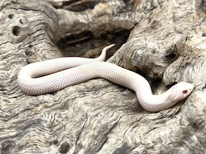 Heterodon nasicus Hakennasennatter 0.1 super yeti 2025