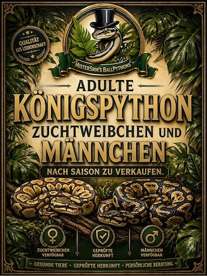Königspython Zuchtweibchen und Männchen zur Abgabe