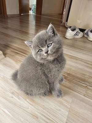 Bhk Britisch kurzhaar baby sucht ein liebevolles Zuhause 