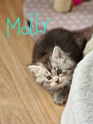 Maine Coon Kitten