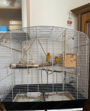 2 Unzertrennliche (Lovebirds) mit Käfig abzugeben 