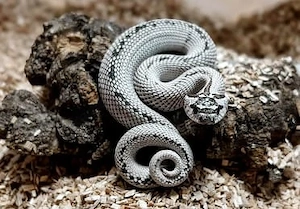 Heterodon nasicus Hakennasennatter super arctic super conda 1.0
