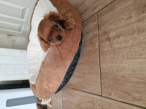 Letzter Cavalier King Charles Spaniel Rüde (Ruby)   sofort abzugeben