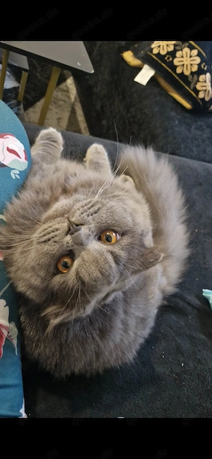 Zwei männliche Britisch Kurzhaar (British Shorthair) Katzen im Alter von 1 Jahr und 7 Monaten 