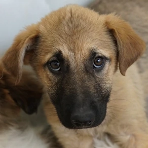 Anja, geb. ca. 12 2025, lebt in GRIECHENLAND, auf einer privaten Pflegestelle