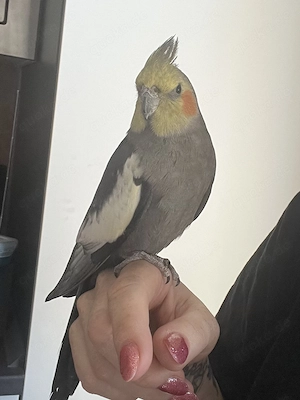 Verkaufe Nymphensittiche 