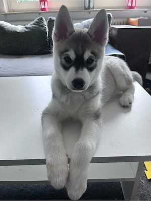 kleine maus su ht schönes zuhause 