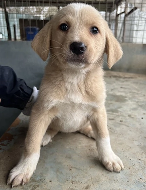Blondie, geb. ca. 11 2025, lebt in GRIECHENLAND, auf einer privaten Pflegestelle Bild 4
