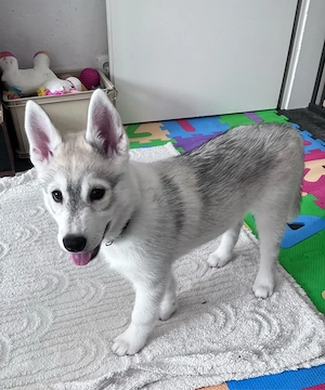 nora maus ist auf der suche nach ihrer familie 