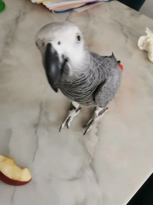  Kongo graupapageien sehr handzahm 