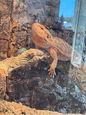 Weibliche Bartagame (Pogona vitticeps) abzugeben