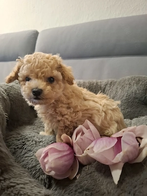 Bolonka Zwetna Welpen 