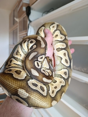 03.05.26 Neumünster Übergabe Clown S.Gravel Pastave