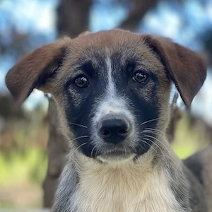 Calibri, geb. ca. 12 25, lebt in GRIECHENLAND, auf einer privaten Pflegestelle