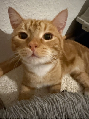 Katzen paar sucht dringend ein Zuhause! 