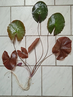 Roter Tigerlotus (Nymphaea lotus rubra) ca. 50 cm