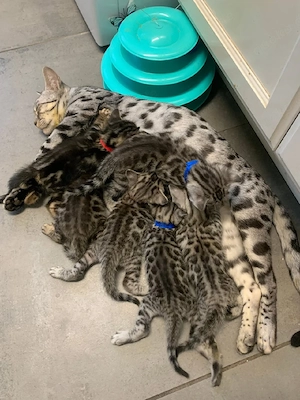 Exotische Bengal-Kätzchen verfügbar   jetzt reservieren