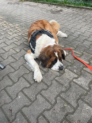 vermittel eine bernhardiner hündin 