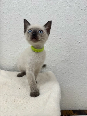 Reinrassiger Siam Kater sucht ein liebevolles Zuhause