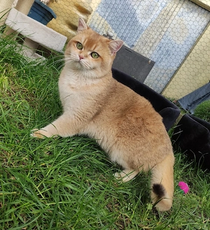 BKH Deckkater Black Golden Shell