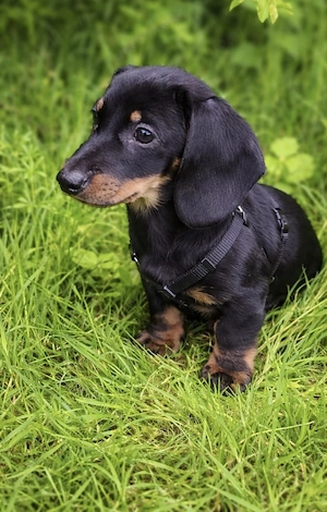 Zuckersüßer Dackel Welpe Rüde 