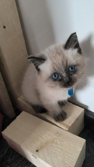 Hübscher Siamkater, jung