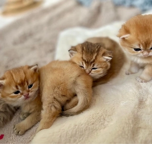 BKH black golden shell traumhafte Farben