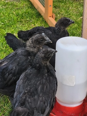 Ayam Cemani 