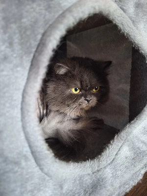 Perser kater Max geimpft mit zubehör 