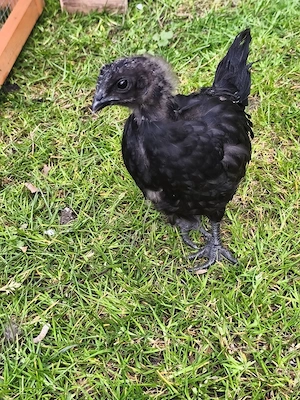 2 junge 'Ayam Cemani' Hähne  Bild 3