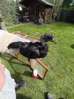 2 junge 'Ayam Cemani' Hähne  Bild 2