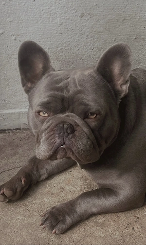 französiche Bulldogge Rüde 