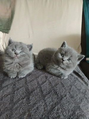 wunderschöne Bkh Kitten 