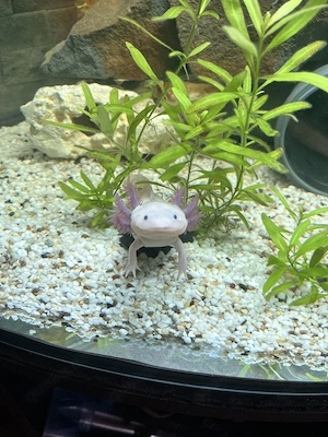 4 Axolotl ca 1j 2 monate alt 