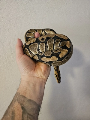 Th Desert Ghost Clown Hypo Königspython 