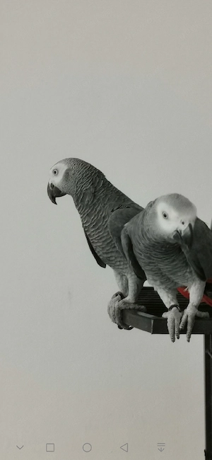 kongo grauenpapagei paar