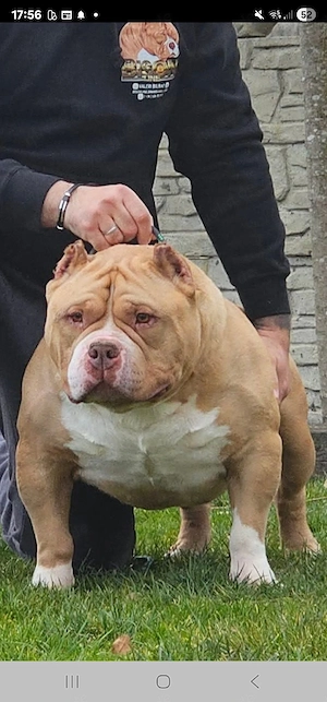 Erstklassige American Pocket Bully Welpen Abgabebereit 
