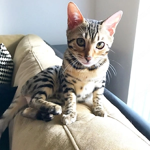 weibliche Bengal