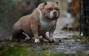 Erstklassige American Pocket Bully Welpen Abgabebereit 