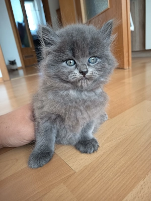 Birma - Perser-Kätzchen- Letzte grau Kater 