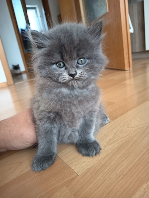 Birma - Perser-Kater
