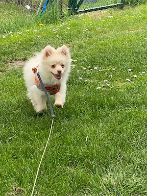 Nur noch ein ZwergSpitz Weibchen abzugeben 