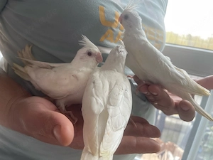 nymphensittiche zahm