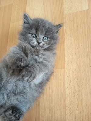 Birma - Perser-Kätzchen