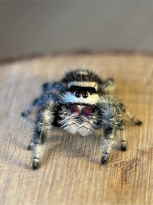 Springspinnen (Phidippus Regius) Bahamas 