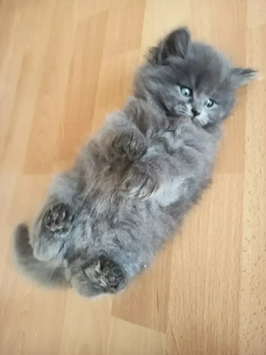 Birma - Perser-Kätzchen