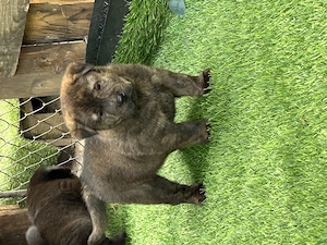 Cowcow Bulldogge mix Welpen 